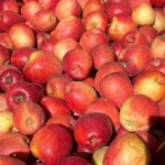 Braeburn