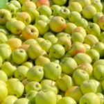 Golden Delicious